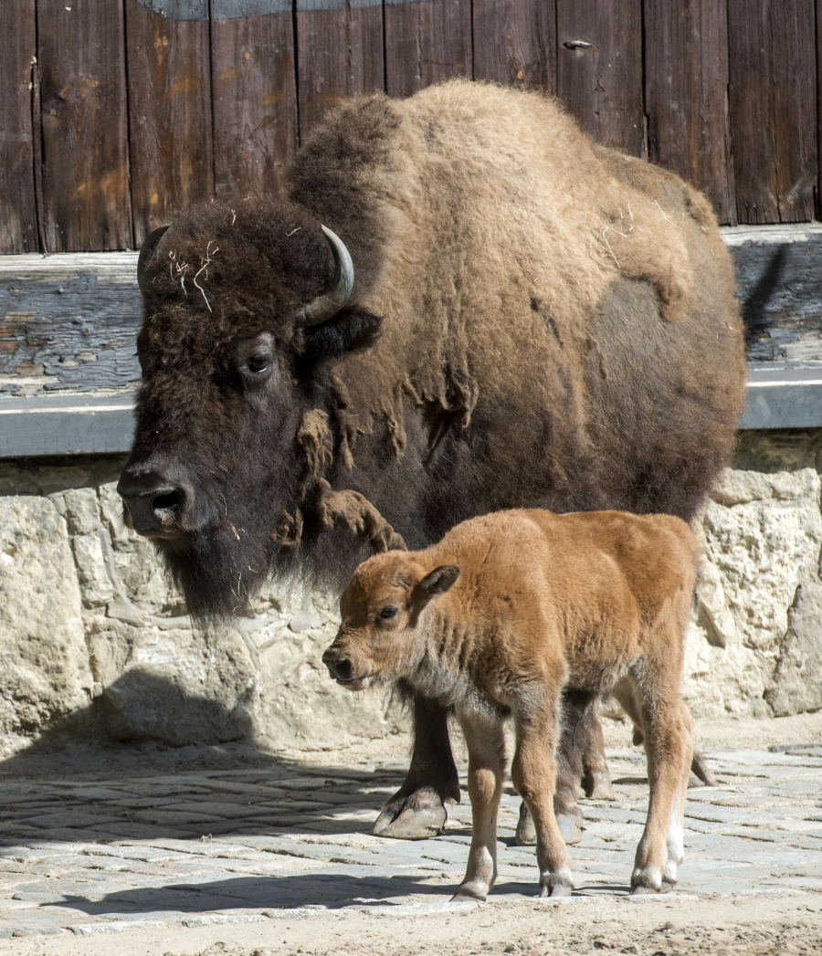 Bison mit Nachwuchs/ © Tierpark Berlin
