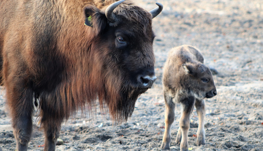 Wisent mit Nachwuchs/ © Tierpark Berlin